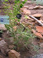 Jasmin - Jasminum Sambac (fam. Oleacees) (Arabie, Inde) (03) (Photo F. Mrugala)